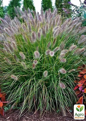 Пеннісетум «Burgundy Bunny» вазон С2 вазон - фото 2