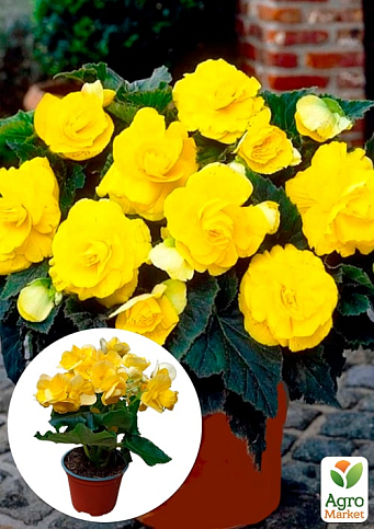 Бегония цветущая "Yellow"