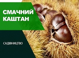 Їстівний каштан: вирощування і корисні властивості - корисні статті про садівництво від Agro-Market