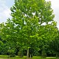 Платан западный "Platanus occidentalis" (декоративный, морозостойкий)