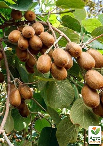 Киви "Хейворд" (самый известный и распространенный в мире сорт)