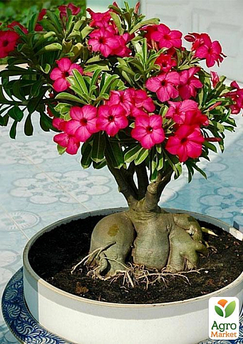 Адениум "Desert Rose"