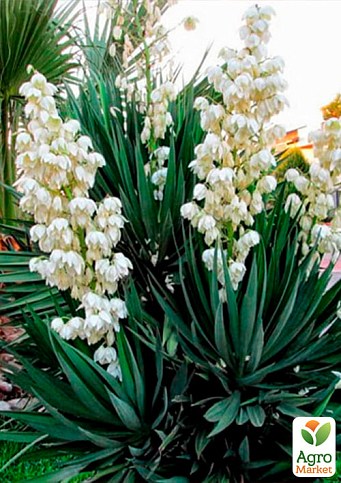 Юкка нитчатая (корневище) - фото 2