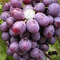 Виноград "Кардинал" (ранній термін дозрівання)