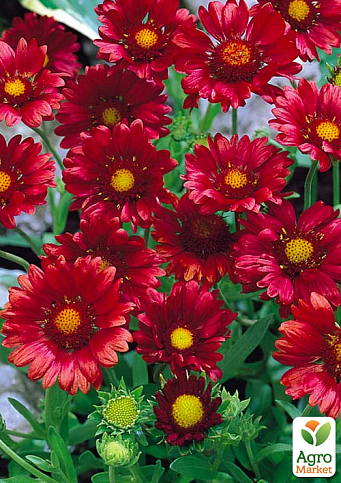Гайлардія багаторічна великоквіткова "Arizona Red Shades" (вазон Р9)