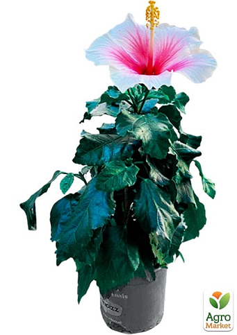 Гибискус сирийский "China Chiffon" С2, высота 20-40 см - фото 4