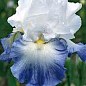 Ирис бородатый крупноцветковый "Айсберг"  1шт в упаковке