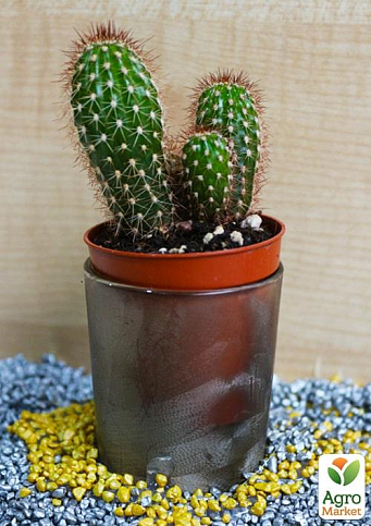 Кактус "Ватрикания" (Vatricania cluster green) (Нидерланды)