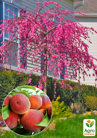 Персик плакучий на штамбі "Сан Хрест" (вік від 2-х років, висота 150-190см)
