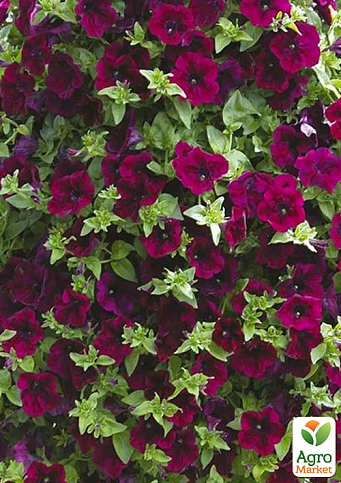 Петуния "Bonnie Magenta" 