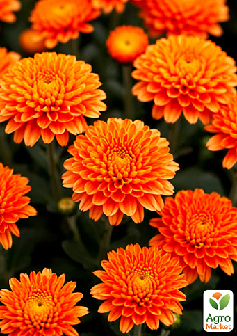 Хризантема мультифлора куляста "Seminole Orange"