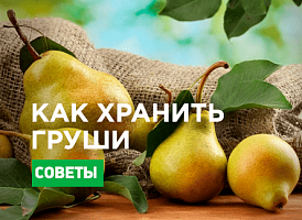 Як зберігати груші до весни: найкращі способи - Agro-Market