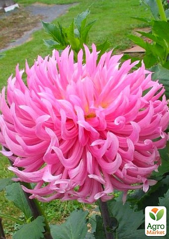 Жоржина "Hollyhill Cotton Candy"