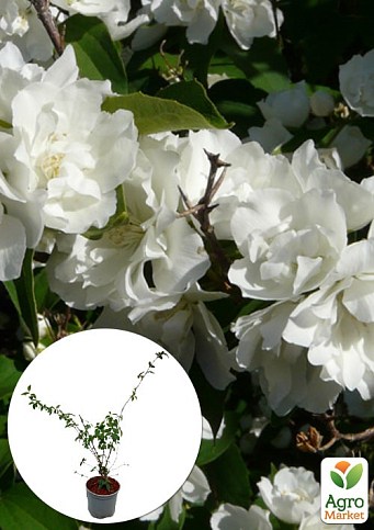 Жасмин гибридный садовый (чубушник) "Bouquet Blanc" 2х летний (вазон С2)