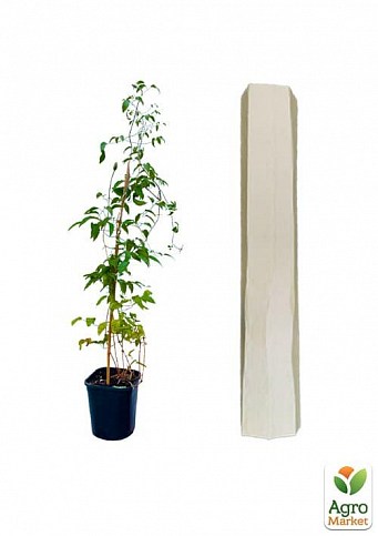 Клематис 3-х летний "Akafuji" С2 - фото 2