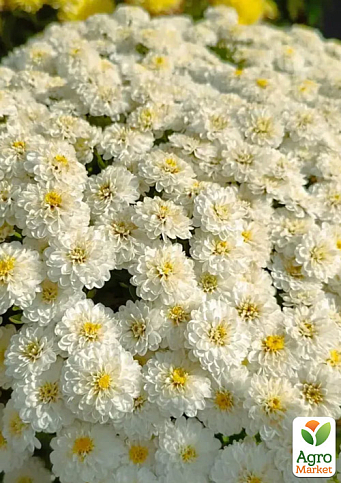 Хризантема мультифлора куляста "Paris Ivory"