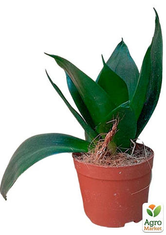 LMTD Сансевиерия "Black Jade" высота растения 15-25см - фото 4