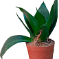 LMTD Сансевиерия "Black Jade" высота растения 15-25см