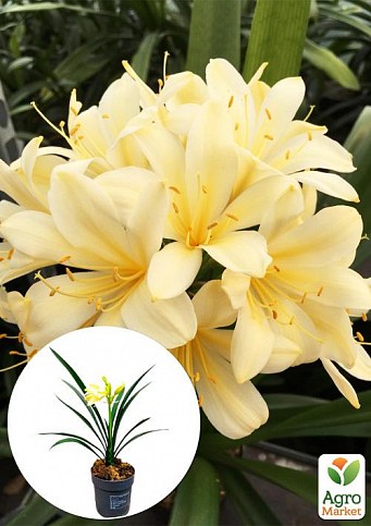 Кливия "Clivia Citrina" (вечнозеленое многолетнее комнатное растение)