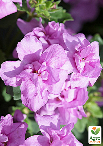 Бакопа Махровая Ампельная "Scopia Double Pink"