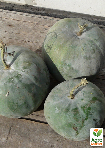 Бенинказа "Тайская круглая" ТМ "Vesna Select" 10шт