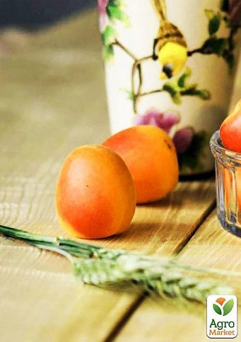 Ексклюзив! Абрикос золотисто-помаранчевий "Чудеса саду" (Wonders of the Garden) (преміальний ароматний сорт) - фото 3