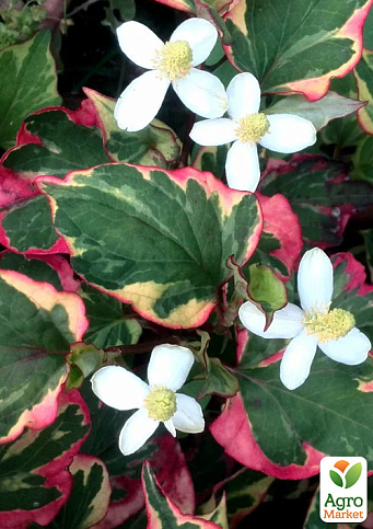 Хауттюйнія Серцеподібна (Houttuynia cordata) - фото 2