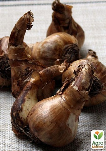 Нарцисс "Chanterelle" (размер 12/14 , крупный) 3шт в упаковке - фото 2