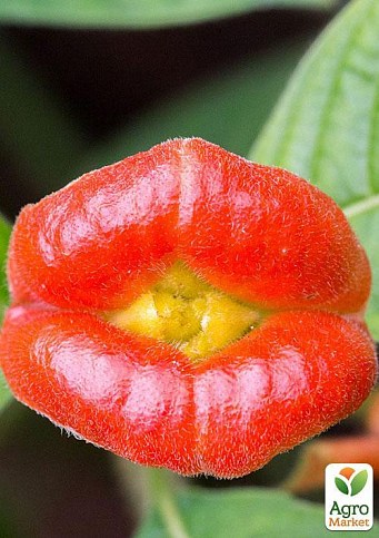 Психотрия возвышенная "Воздух" ТМ "Vesna Exclusive" 5шт - фото 5