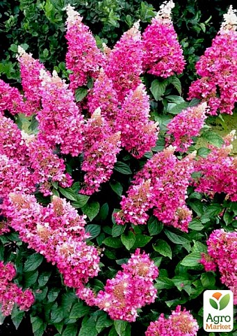 Гортензия метельчатая "Pinky Winky" вазон Р9 - фото 2