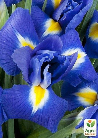 Ирис Голландский "Blue Magic" 