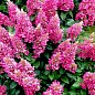 Гортензия метельчатая "Pinky Winky" вазон Р9 купить