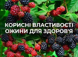 Корисні властивості ожини - корисні статті про садівництво від Agro-Market