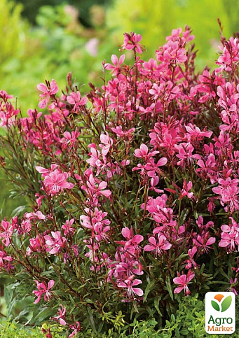 Гаура Линдхеймера "Baby Butterfly" (эффектный многолетник)