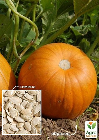 На развес Тыква "Сахарная осень" ТМ "Весна" цена за 15г