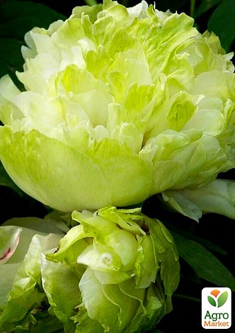 Півонія деревоподібна "Green Jade"