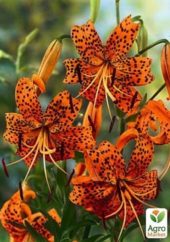 Лілія "Tigrinum Splendens" 1шт в упаковці