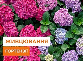 Живцювання гортензії: секрети успішного розмноження - корисні статті про садівництво від Agro-Market