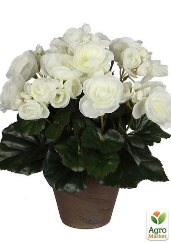 Бегонія махрова "Біла" 1 шт - фото 3
