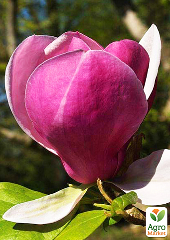 Магнолія "Lennei" (Лінней)