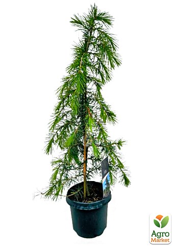 Кедр Гімалайський "Eisregen" 4-х річний (висота 40-60см) - фото 2