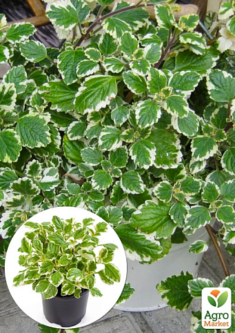 Плектрантус "Variegata" (в'юнка багаторічна рослина, С1,5)
