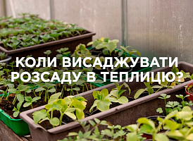 Коли висаджувати розсаду в теплицю | Agro-market