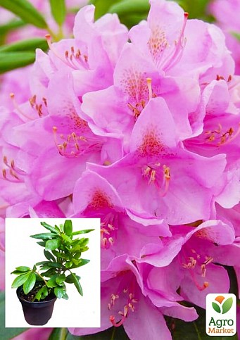 Рододендрон "Roseum elegans" 2 летний  (розовый) С1,5 высота 18-30см