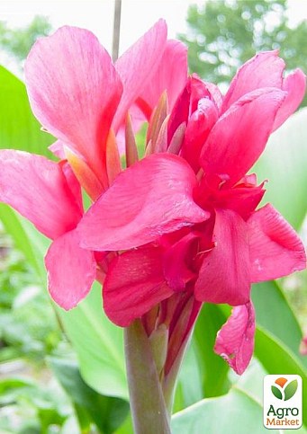 Канна Низкорослая "Crimson Beauty" 