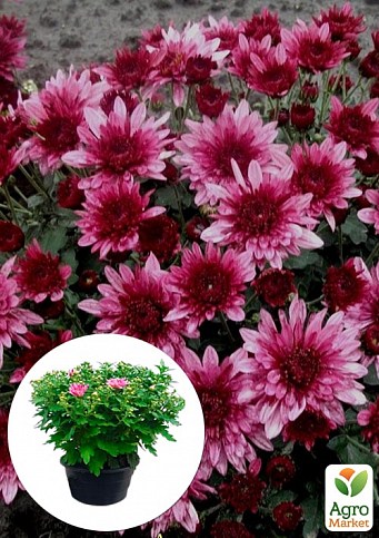 Хризантема Садова "Avalon Pink" (висота 30-50см)