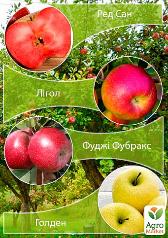 Дерево-сад Яблоня "Ред Сан+Лигол+Фуджи Фубракс+Голден" 