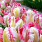 Тюльпан "Parrot Pinkvision" 