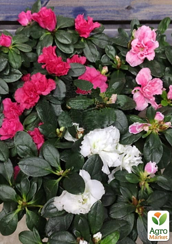Рододендрон комнатный "Carnaval" высота 25-30см  - фото 4