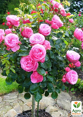 Роза штамбовая "Мисти Бабблз" (Misty Bubbles) (саженец класса АА+) 